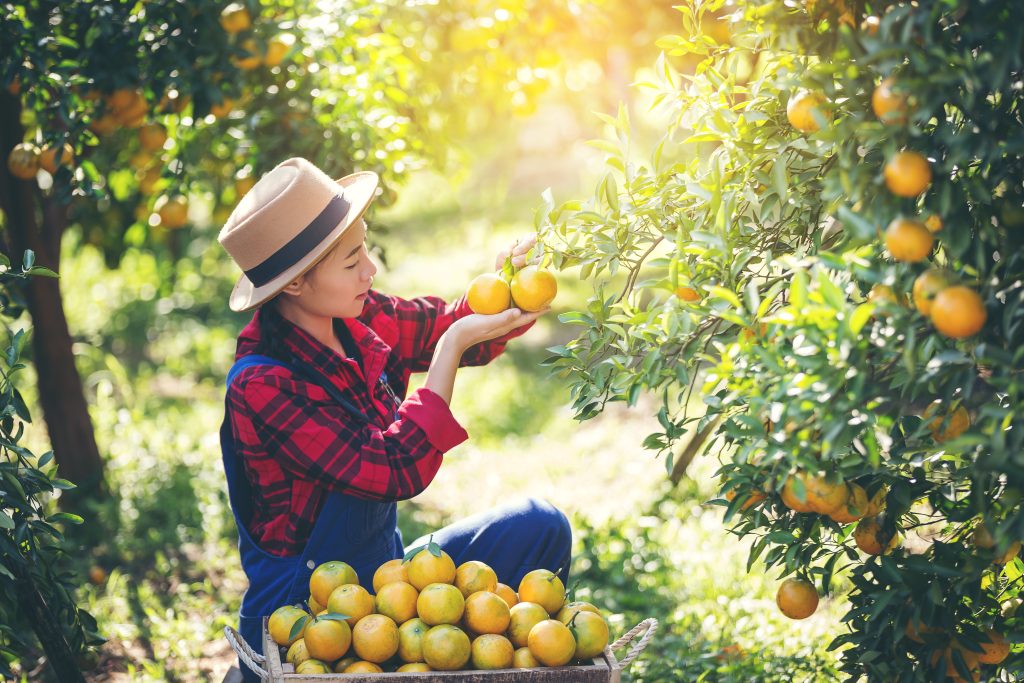 Farmer orange lady,The gardeners are collecting orange,Orange Garden.