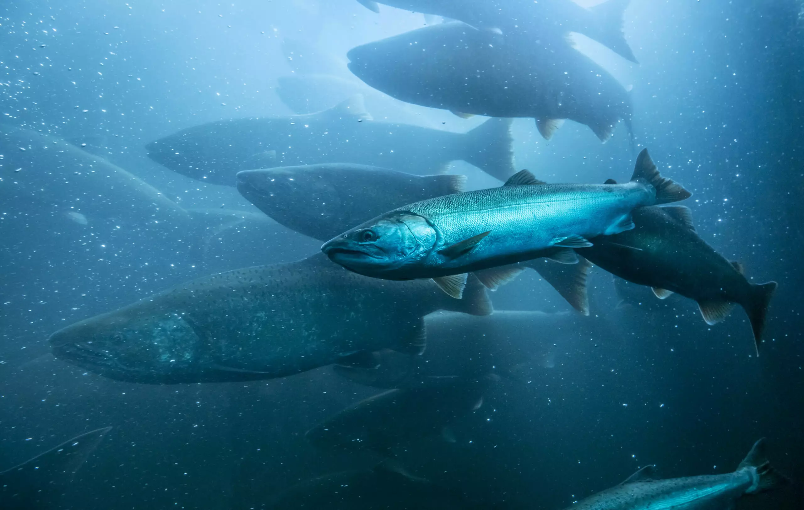 Aquaculture