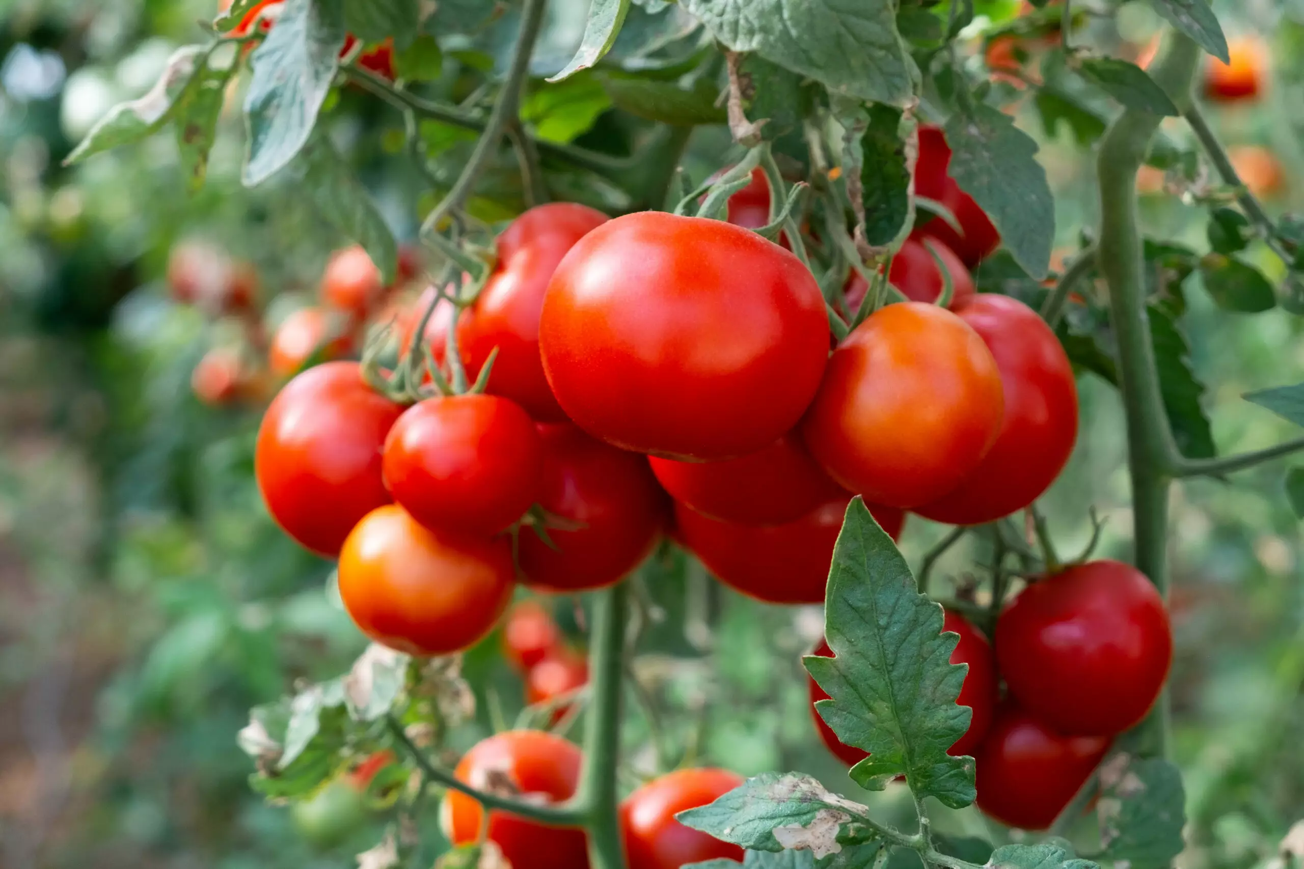 Agriculture